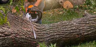 Reliable Lakeland North, WA  Tree Services Solutions