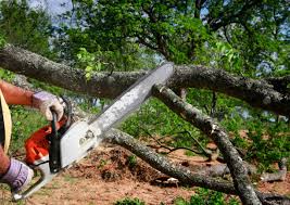 How Our Tree Care Process Works  in  Lakeland North, WA